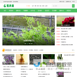 花卉街 - 专业的花卉图片、花卉知识网站